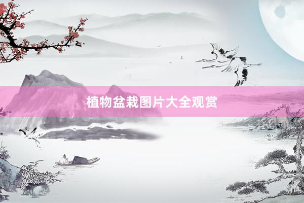 植物盆栽图片大全观赏